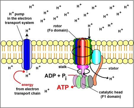The electron transport chain is tied to ATP synthesis.