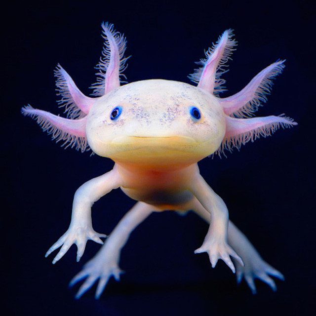 A picture of an Axolotl