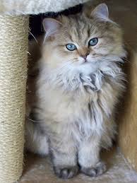 A long hair cat.