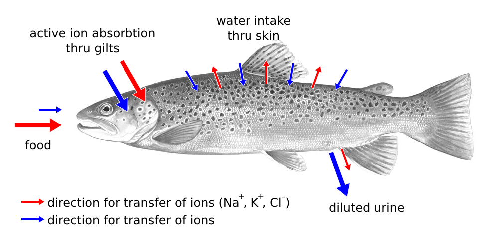 Fish are osmoconformers.