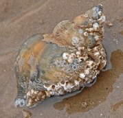 A barnacle