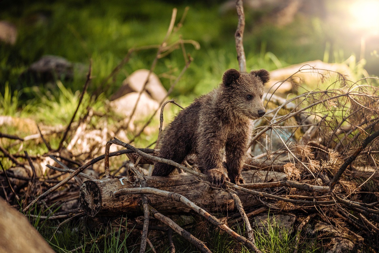 lil bear