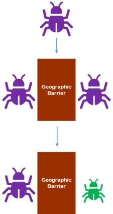 A geographic barrier pops up between two beetle populations. Over time, one population starts to look different than the other population.