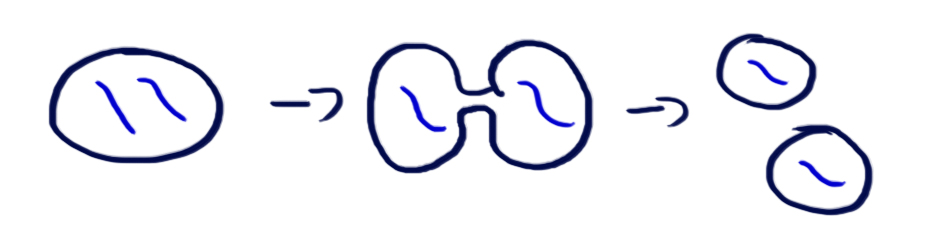One cell with two pieces of genetic information divides into two separate cells, each with one piece of genetic information.