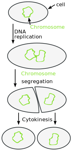 Prokaryotes use binary fission to form new cells.