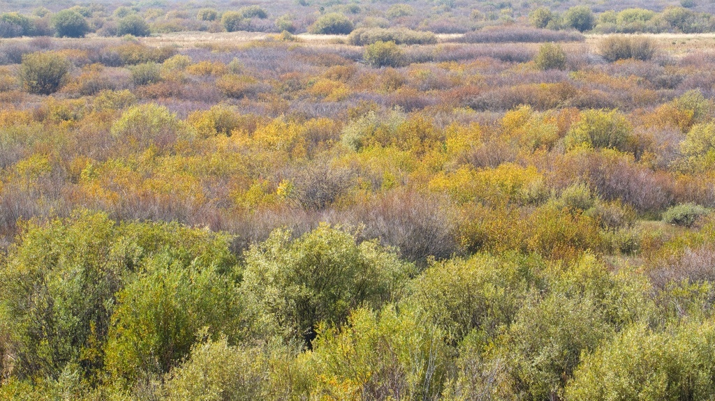 Temperate Biomes — Rainforest, Dry Forest & Savanna Expii