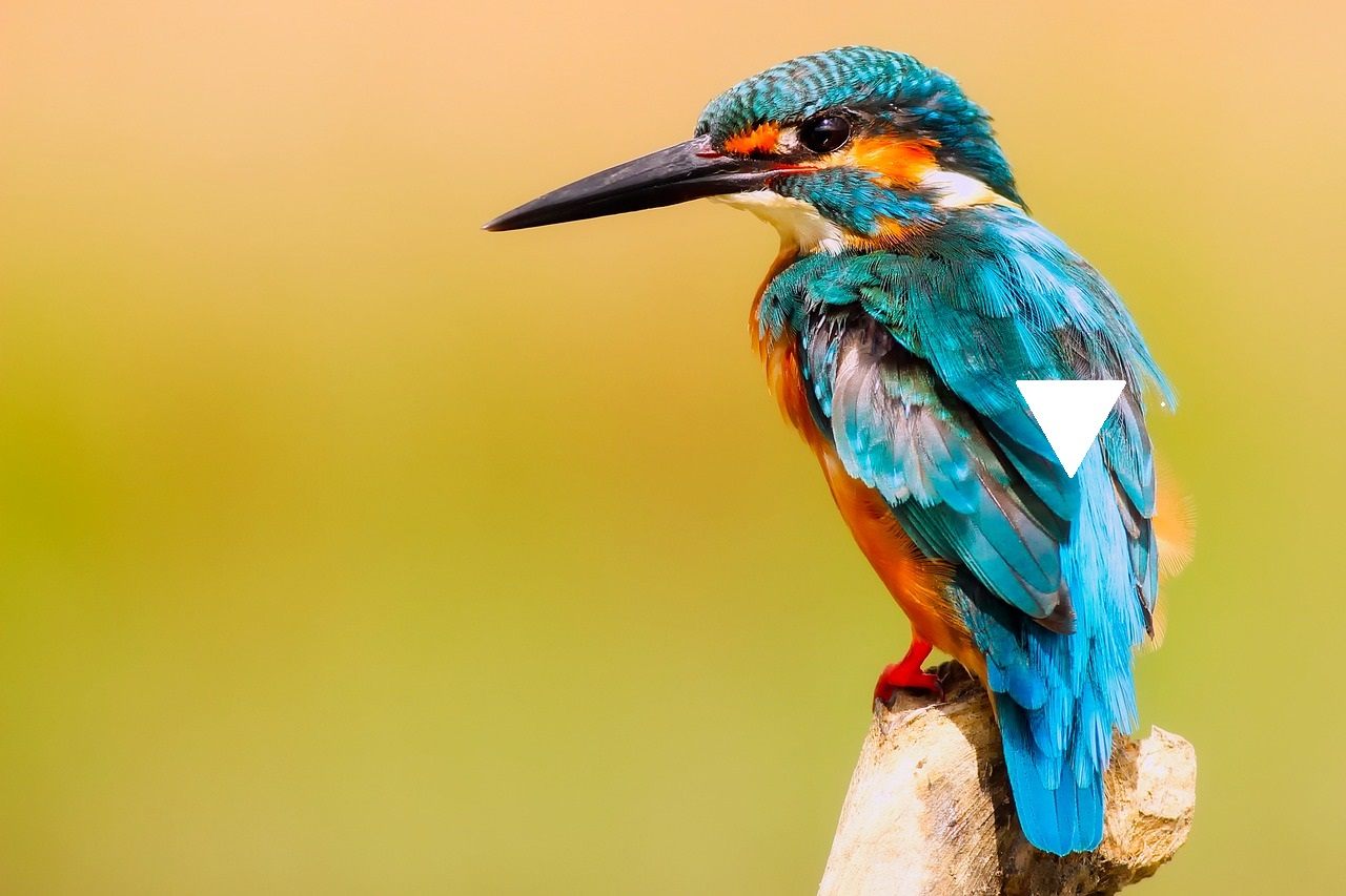 A picture of the triple-A Kingfisher on a log