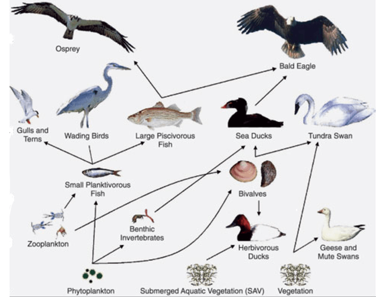 The food web shows phytoplankton and two types of vegetation on the bottom level. Then invertebrates, small fish, and shell fish. Finally, there are larger fish and birds.