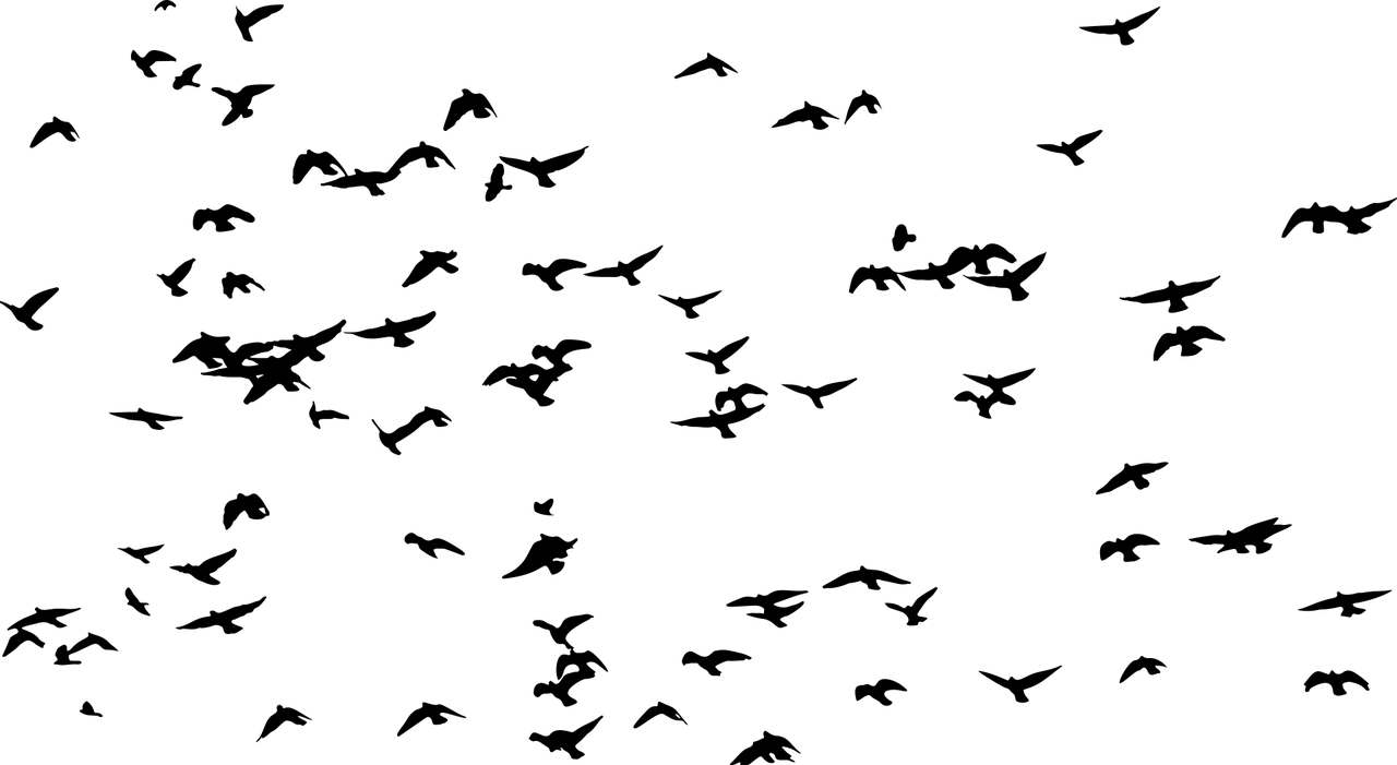 Picture of 92 birds
