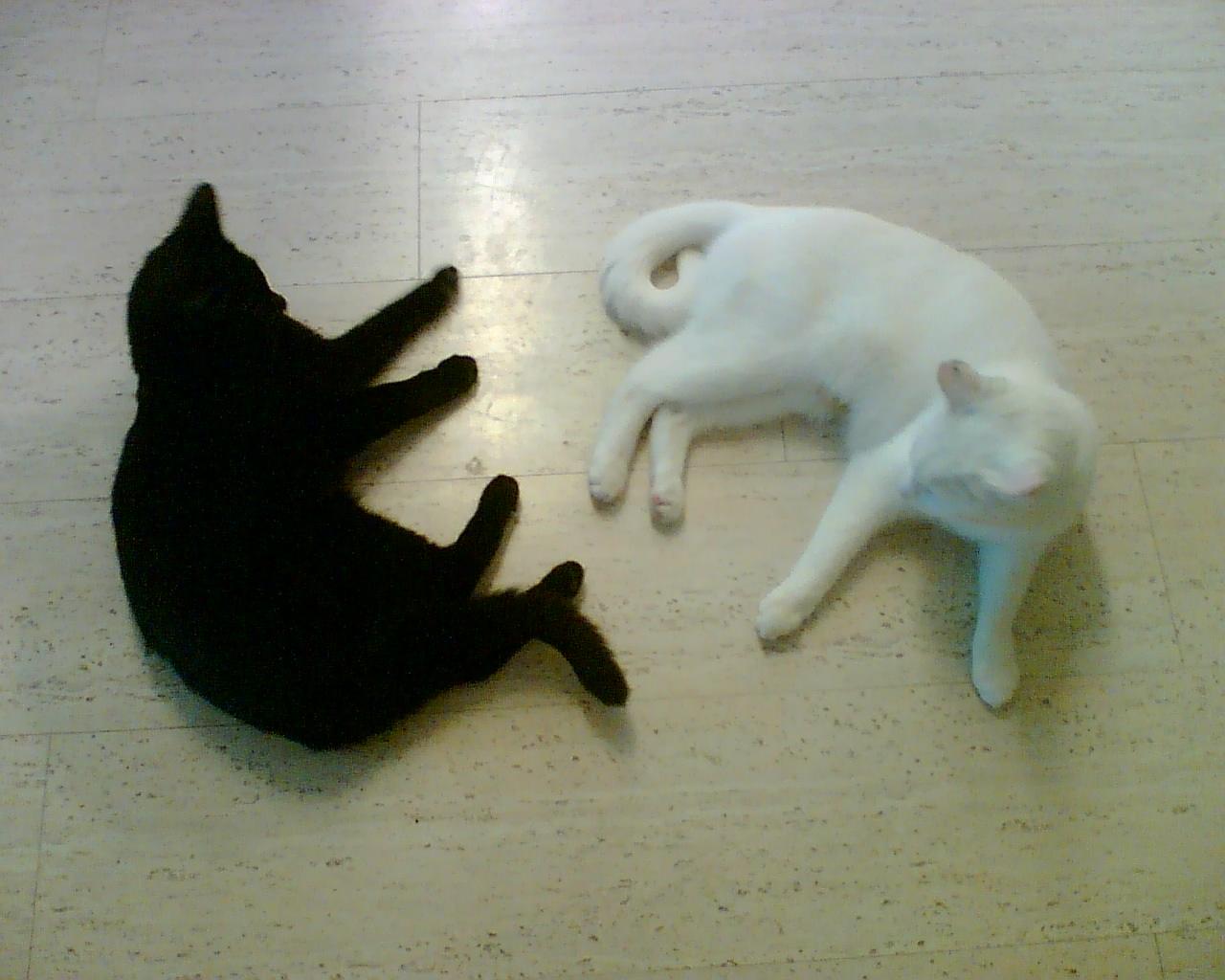 A black cat and a white cat lying side by side.