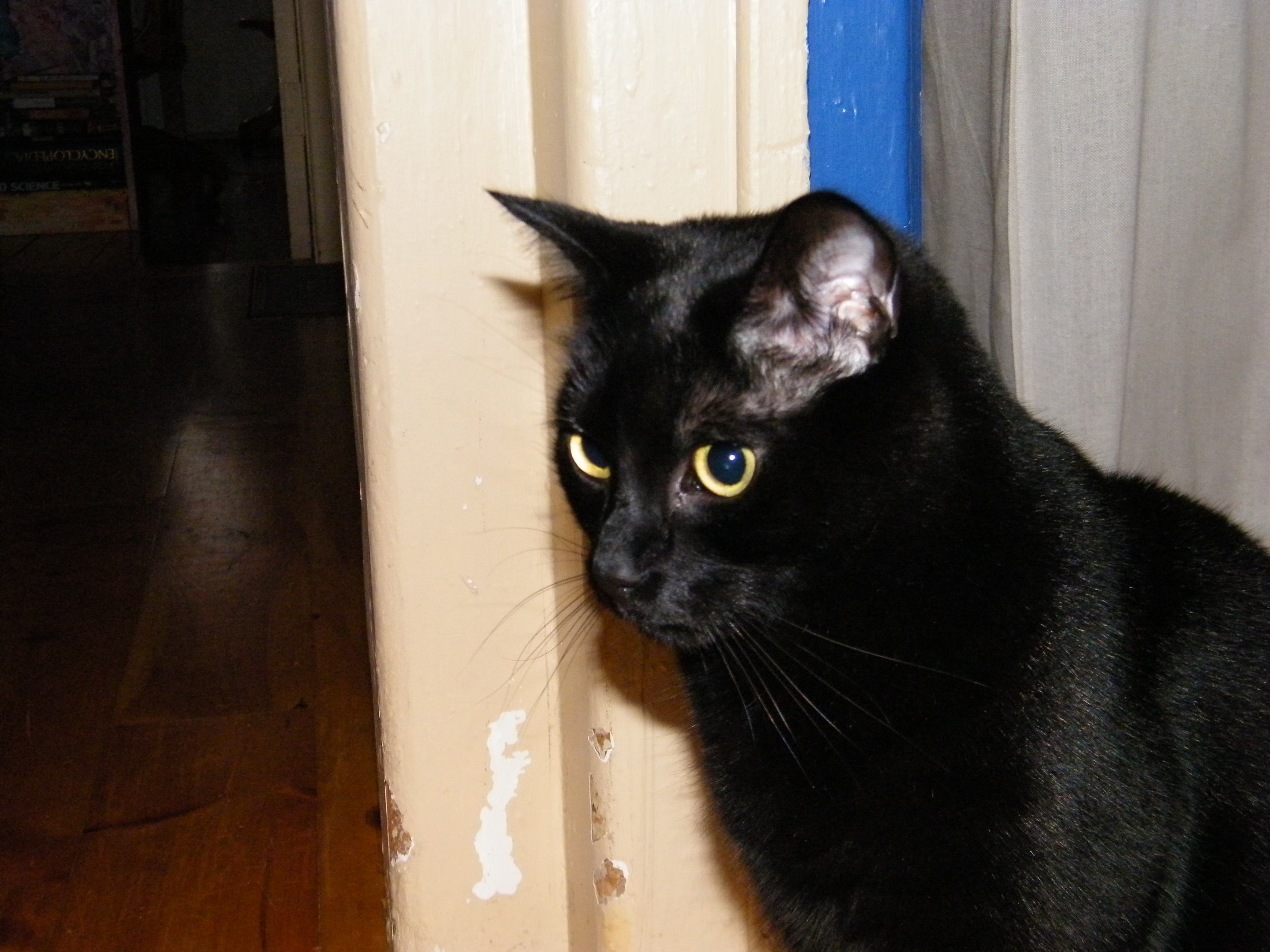 A black cat with yellow eyes.