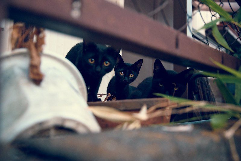 Three black cats with orange eyes stare at the camera.