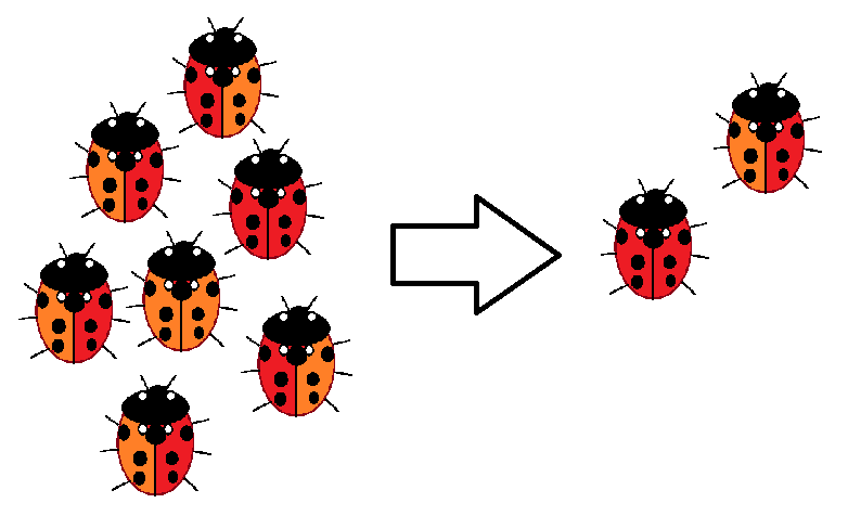 The image shows two populations of ladybugs. The first is orange, red and orange, or only red. The second has one red and one red and orange ladybug.