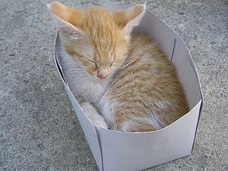 A tiny kitten in a tiny box.