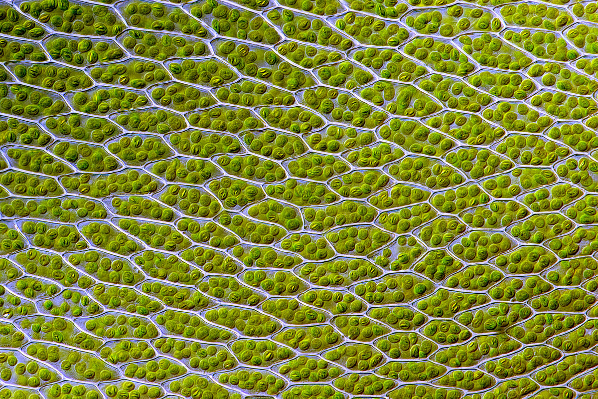 The cells of a leaf viewed under a microscope.  Each cell contains many little green discs. 
