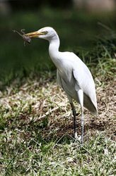 This photo show an image of a cattle egret bird eating a small frog.
