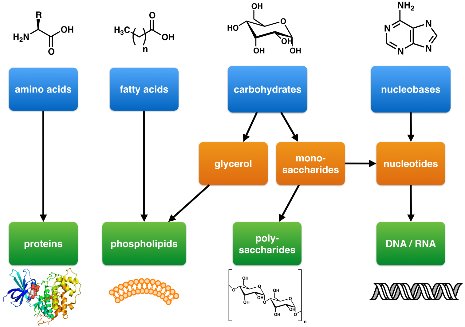 Amino acids are the monomers of proteins, while fatty acids are the monomer of phospholipids. Carbohydrates are the monomer of polysaccharides, and nucleobases are the monomer of DNA/RNA.