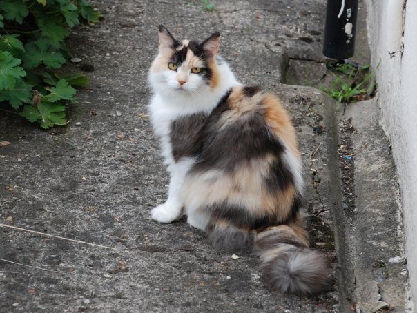 A cat