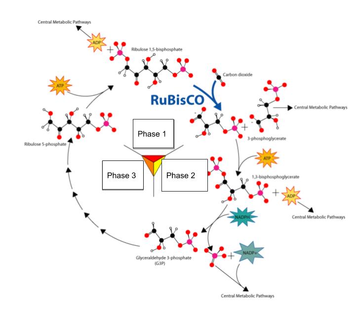 Diagram of Calvin cycle.
