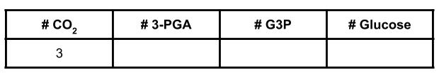 Blank table asking how many of 3-PGA, G3P, and glucose molecules can be produced from 3 CO2 molecules.