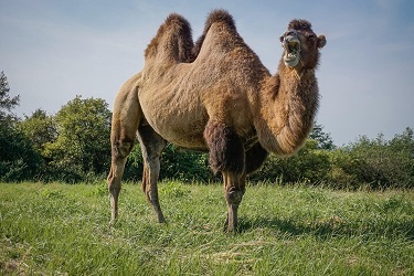 A camel
