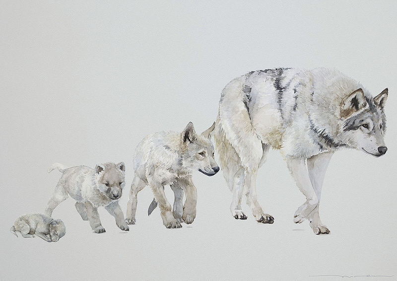 A wolf cub becomes an adult wolf.