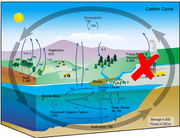 The carbon cycle is shown. Fossil fuels add carbon dioxide to the atmosphere.