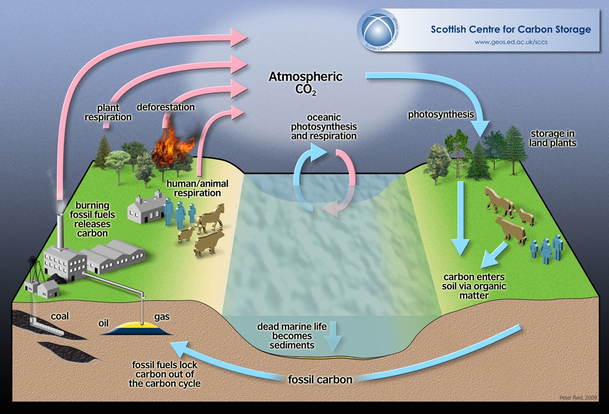 Carbon Cycle Definition Diagrams Expii