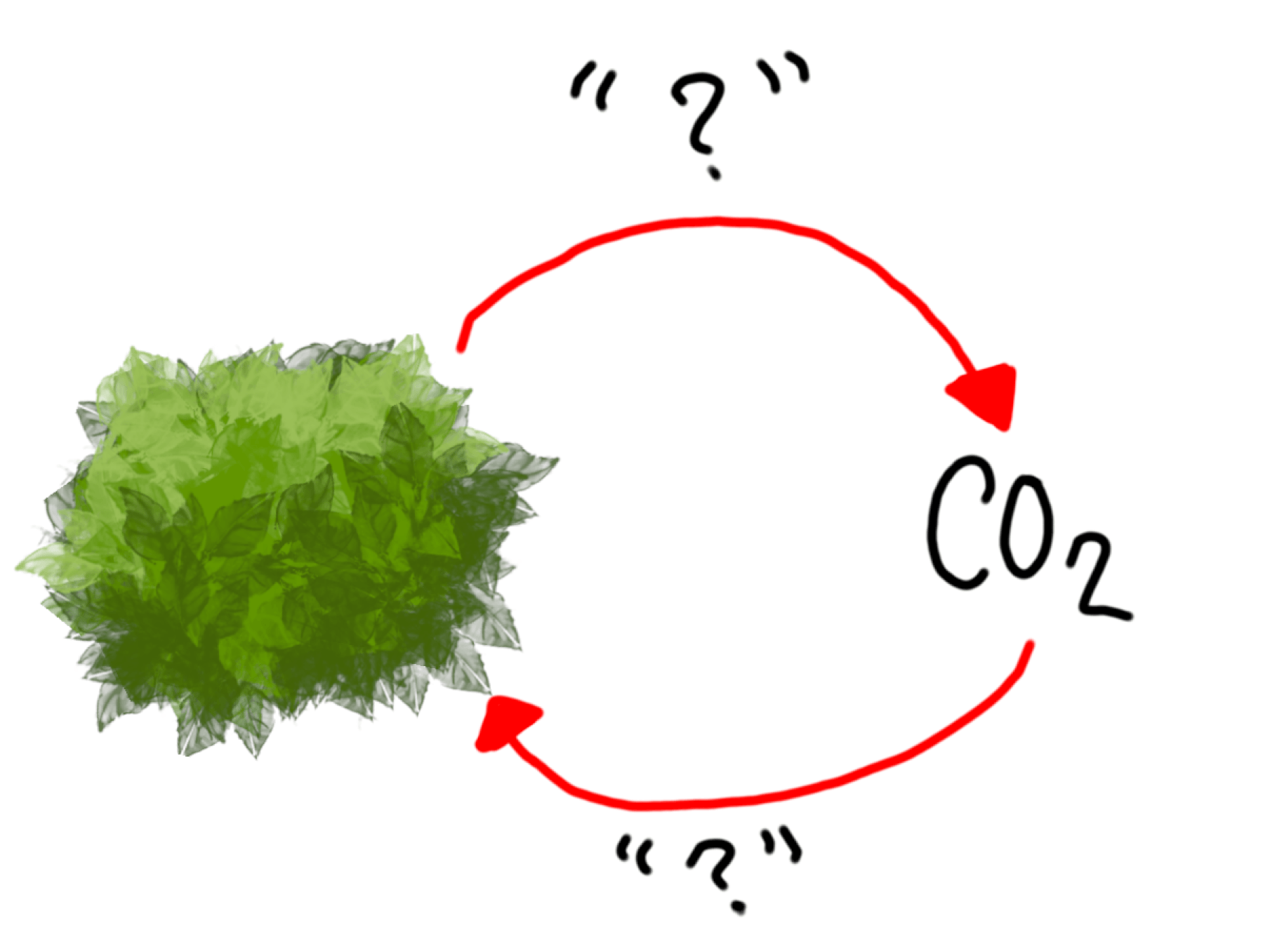 The image shows a leafy plant. One arrow goes from the plant to carbon dioxide. Another arrow goes from carbon dioxide to the plant.