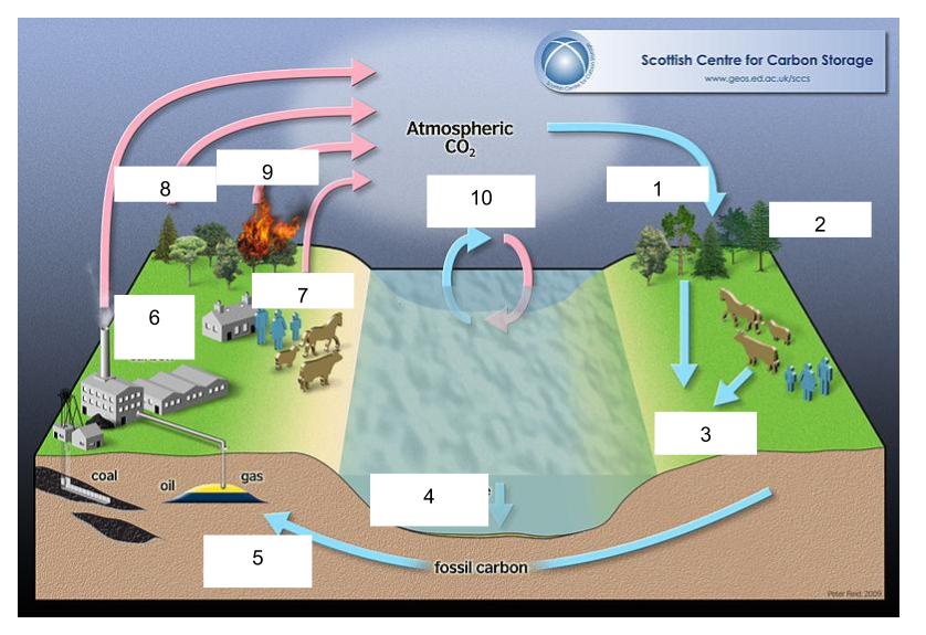 Carbon cycle diagram.
