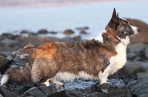 A Cardigan corgi