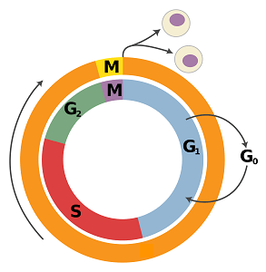 A circular diagram, labeled with parts of the cell cycle. The orange part covers the entire circle except for a small yellow part labeled M.