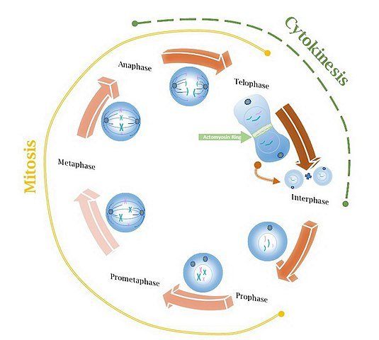 The cell cycle can be divided into specific categories, which we'll discuss later.