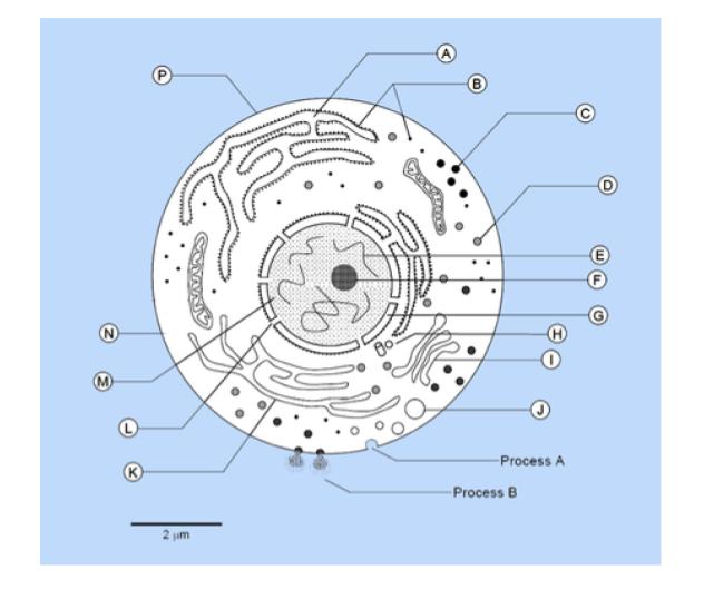 Numbered diagram of a cell.