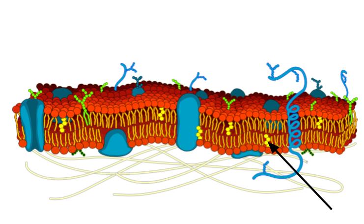Diagram of cell membrane.