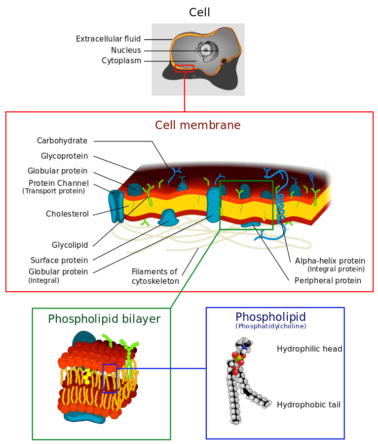 The phopholipid bilayer is basically a phospholipid sandwich with the nonpolar tails as the filling.