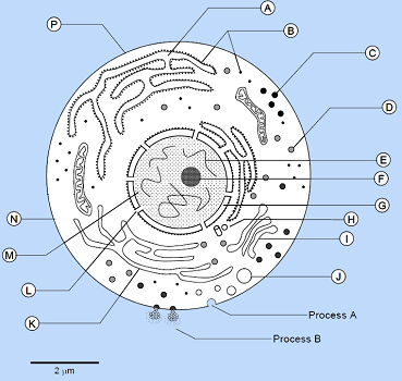 A diagram of a eukaryotic cell.