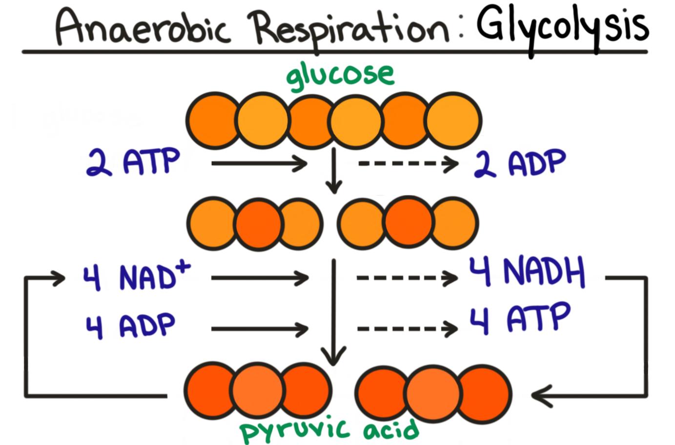 Glycolysis