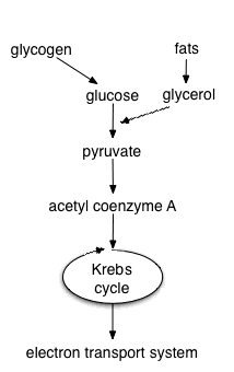 The Krebs cycle takes place after glycolysis, but before the electron transport system.