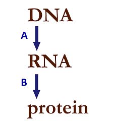 DNA to RNA (labeled A). RNA (b) protein.