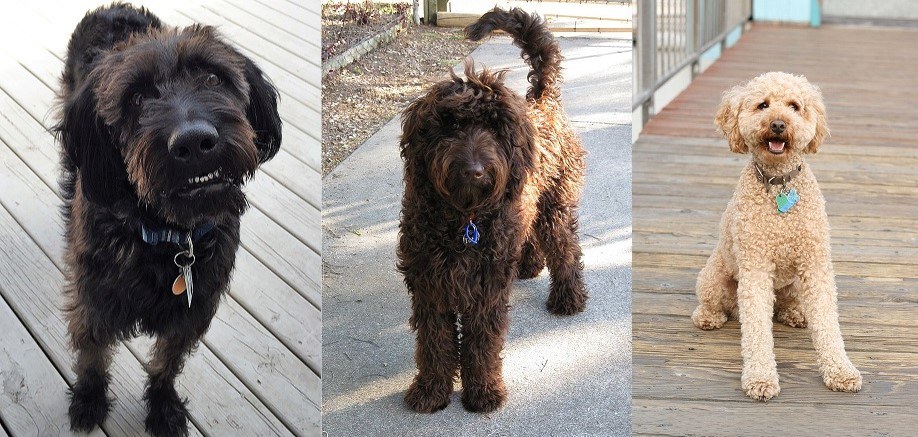 A black dog with straight fur. A brown dog with wavy fur. A light dog with curly fur.