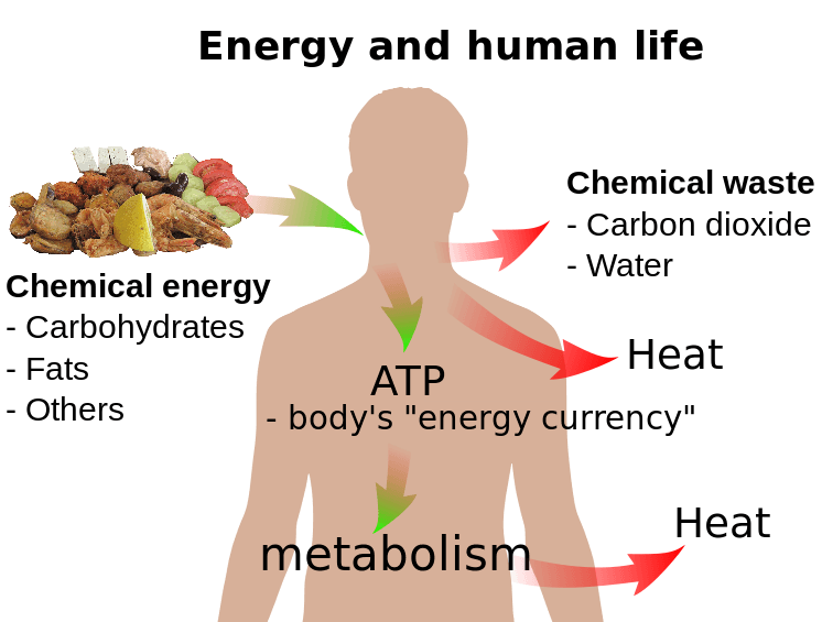 Energy and human life: chemical energy like fats, carbohydrates, and other molecules are converted into ATP through the metabolism. Chemical waste like carbon dioxide, water, and heat is produced.