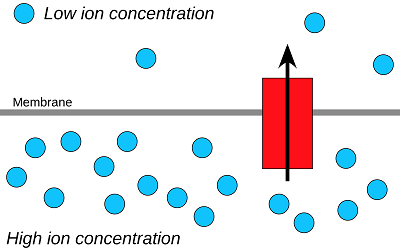 A high concentration of ions on one side of a membrane, and low concentration on the other.