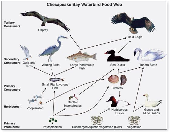 Chesapeake Bay food web. The large piscivorous fish feeds on small planktivorous fish and is eaten by osprey and bald eagles. Wading birds and gulls and terns also feed on small planktivorous fish.