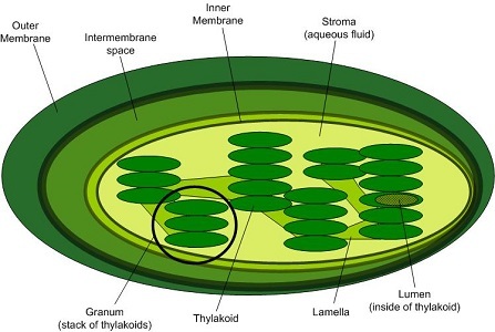 A diagram of a chloroplast