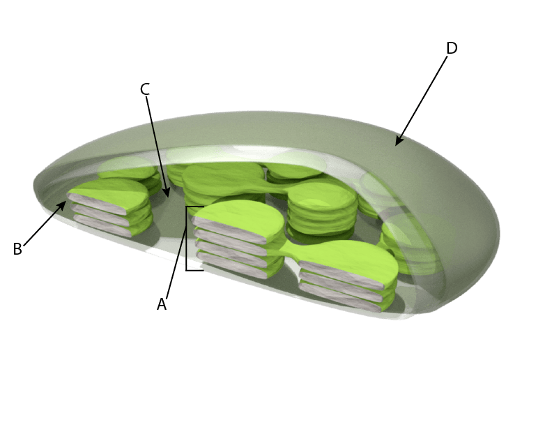 Half of a chloroplast is shown.  The structure labeled A looks like a stack on pancakes.  The structure labeled b points to an individual pancake.  The space between stacks is labeled C.  The outside of the chloroplast is labeled D. 