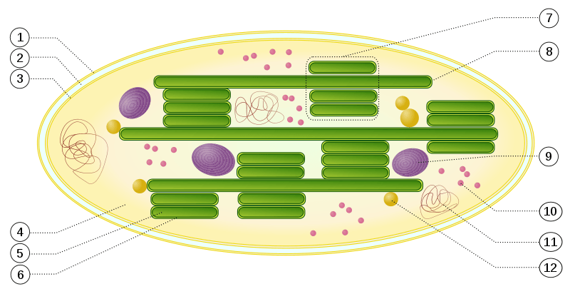 Diagram of chloroplast