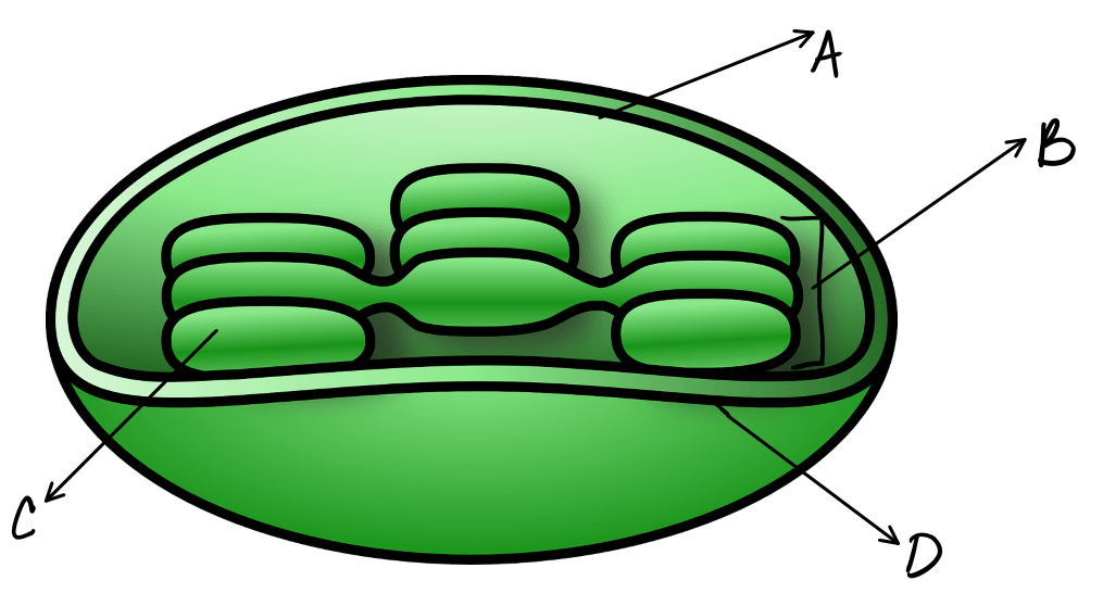 A points to the inside, b to a stack of pancake like structures.  C points to one pancake thing and D points to the outside. 