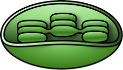 Photosynthesis takes place in chloroplasts.