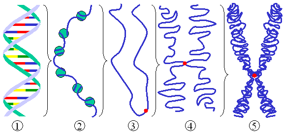 1- double helix, 2-DNA wrapped around histone proteins, 3- chromatin with centromere, 5- condensed chromosome